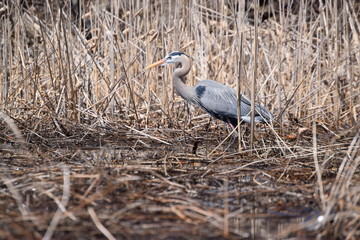 Great Blue Heron