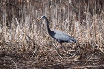 Great Blue Heron