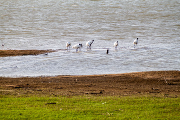 Black-headed ibis (Threskiornis melanocephalus) in Udawalawe National Park, Sri Lanka
