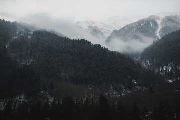 Dark cloudy forest