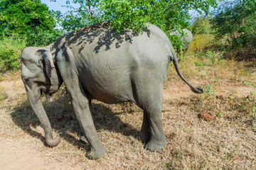 Sri Lankan elephants (Elephas maximus maximus) in Udawalawe National Park, Sri Lanka