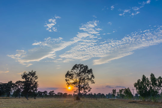 The silhouette the sunset with the paddy rice field,Dipterocapus alatus plant tree, the straw after harvest and the beautiful sky and cloud in the evening.