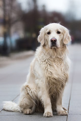 A beautiful, cute golden retriever dog sitting on a sidewalk in a park on a cloudy winter day