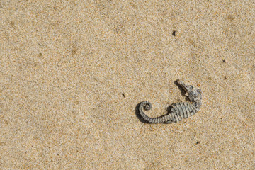 Fototapeta na wymiar Dried seahorse on the sand.