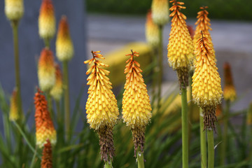 Yellow Brushtail Flowers