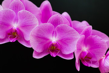 Flowers. Pink orchids. Black background