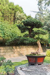 Bonsai tree in a pot on a rock, China