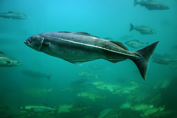 Fototapeta premium Cod fishes floating in aquarium, Alesund, Norway.
