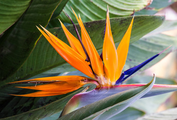 Tropical flower strelitzia, bird of paradise, Madeira island, Funchal, Portugal