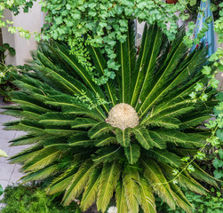 Naklejka na ściany i meble Tropical green plant palm tree