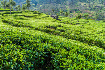 Fototapeta na wymiar Tea plantations in mountains near Haputale, Sri Lanka