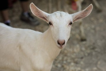 White Female Goat