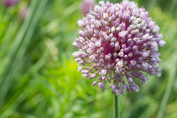 flower, macro close up. Mock up.