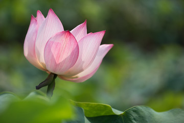 Obraz premium Lotus flower on a green background in China