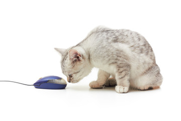 Small kitten looking at computer mouse