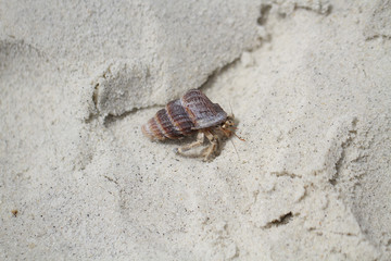 close-up hermit crab on idyllic beach, attractive sealife, backgrounds, wallpaper
