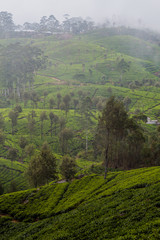 Tea plantations in mountains around Lipton's Seat near Haputale, Sri Lanka