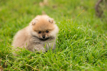 cute Little young pomeranian cob playing on grass outdoor