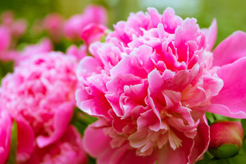 Paeonia Sarah Bernhardt,Paeonia lactiflora