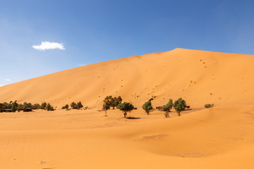 Fototapeta na wymiar oasis in the Sahara desert, Erg Shebbi dunes, Morocco