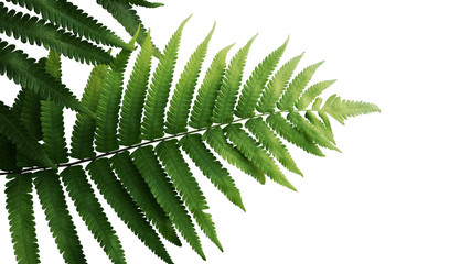 Green leaves fern tropical rainforest foliage plant isolated on white background, clipping path included.