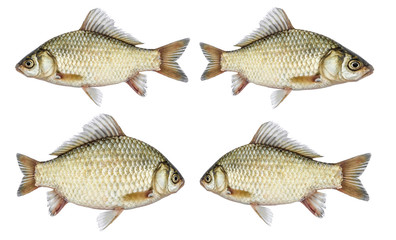 Isolated crucian carp set, a kind of fish from the side. River fish live, with flowing fins.