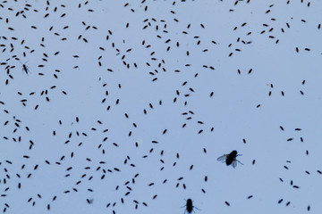 Many flies on a glass