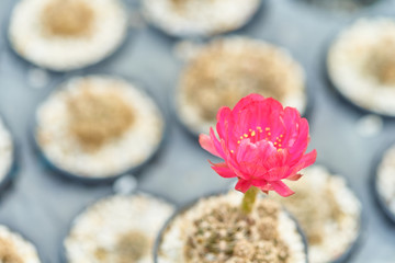 Fototapeta na wymiar Beautiful blooming desert cactus flower in pot at garden, Selective focus of red flower blossoming cactus in natural light