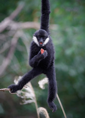 baby gibbon hanging from tree