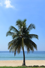 Naklejka na ściany i meble Одинокая пальма на берегу моря
