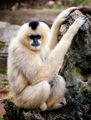 Obraz premium White Gibbon near rock