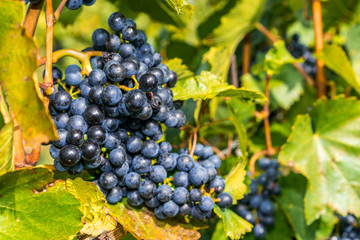 Grapes of red vine on vineyeard