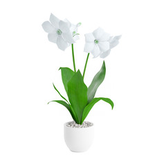 Decorative White Gladiolus flowers planted in the pot isolated on white background. 3D Rendering, Illustration.