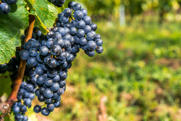 Grapes of red vine on vineyeard