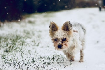 Hund läuft im Schnee