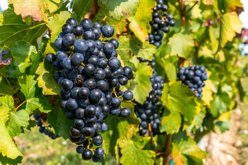 Grapes of red vine on vineyeard