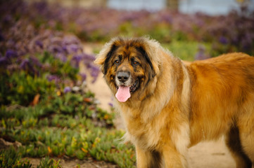 Leonberger dog outdoor portrait in field of purple flowers