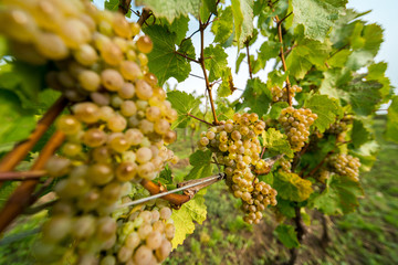 Grapes of white vine on vineyeard