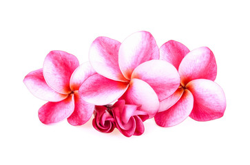 Fototapeta na wymiar Tropical flowers frangipani (plumeria) on white background