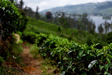 Fototapeta na wymiar Green tea leaves on a tea plantation