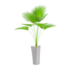 Decorative Palm tree planted grey ceramic pot isolated on white background. 3D Rendering, Illustration.