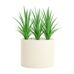 Decorative Palm plant planted white ceramic pot isolated on white background. 3D Rendering, Illustration.