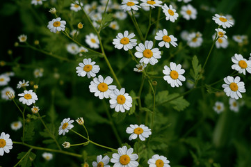 Fototapeta premium Chamomile flowers