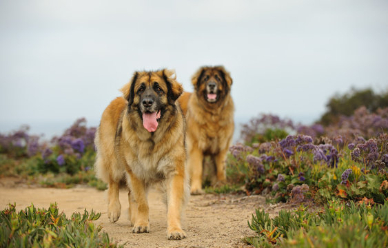 Two Leonberger dogs outdoor portrait standing in field with purple flowers