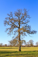 A Bare Tree
