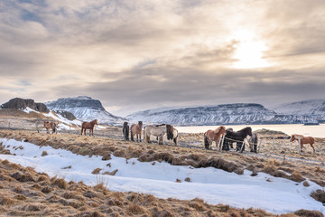 A group of Icelandic horses in the pasture with mountains in the background