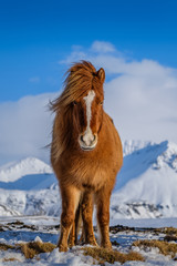 Island Pony