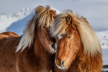 Island Pony
