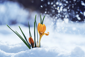 Fototapeta na wymiar greeting card with festive bright yellow flowers snowdrop crocuses make their way into Sunny spring day from under cold white snow