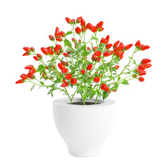Decorative red hot chili pepper planted white ceramic pot isolated on white background. 3D Rendering, Illustration.